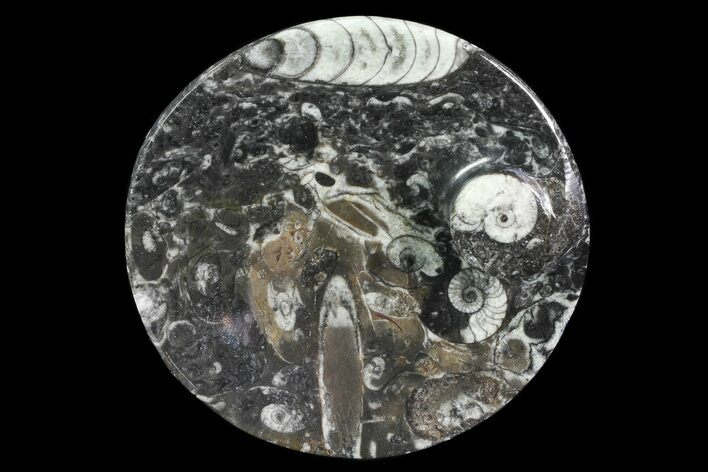Round Fossil Goniatite Dish #73717